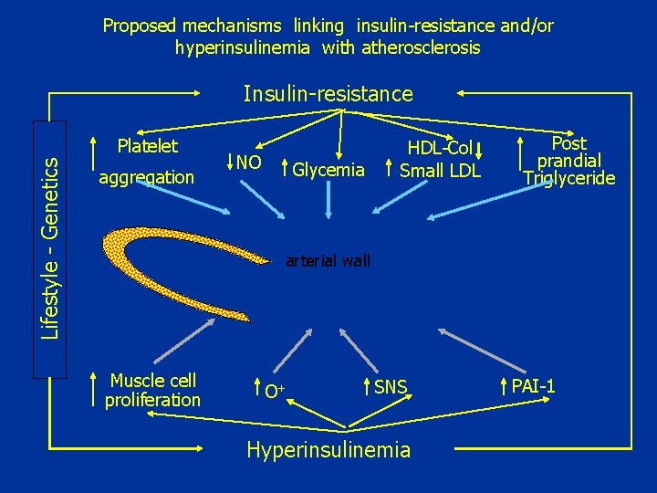 Proposed mechanisms linking insulin-resistance and/or hyperinsulinemia with atherosclerosis Insulin-resistance Lifestyle - Genetics Platelet aggregation