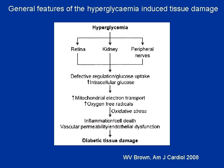 General features of the hyperglycaemia induced tissue damage WV Brown, Am J Cardiol 2008