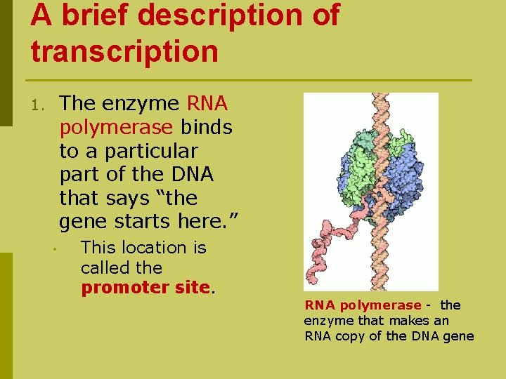 A brief description of transcription The enzyme RNA polymerase binds to a particular part