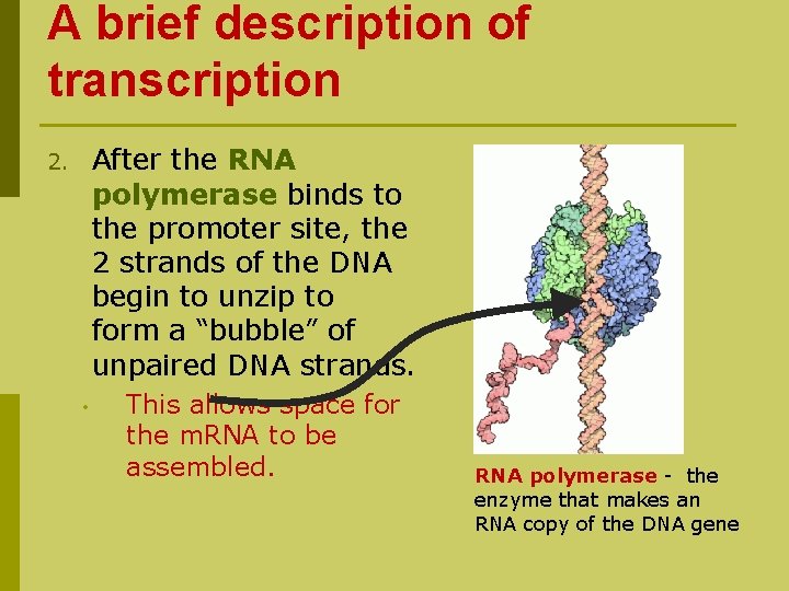 A brief description of transcription After the RNA polymerase binds to the promoter site,