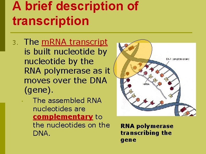 A brief description of transcription The m. RNA transcript is built nucleotide by the