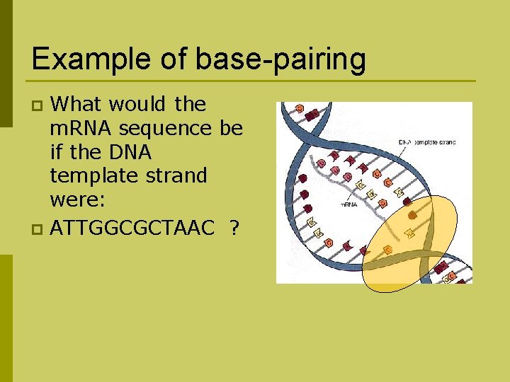 Example of base-pairing What would the m. RNA sequence be if the DNA template