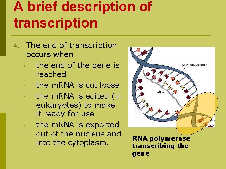 A brief description of transcription 4. The end of transcription occurs when • the