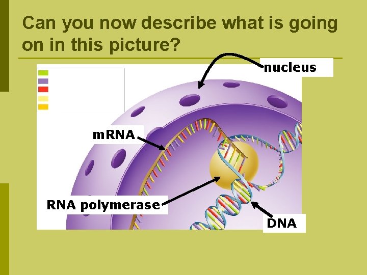 Can you now describe what is going on in this picture? nucleus m. RNA