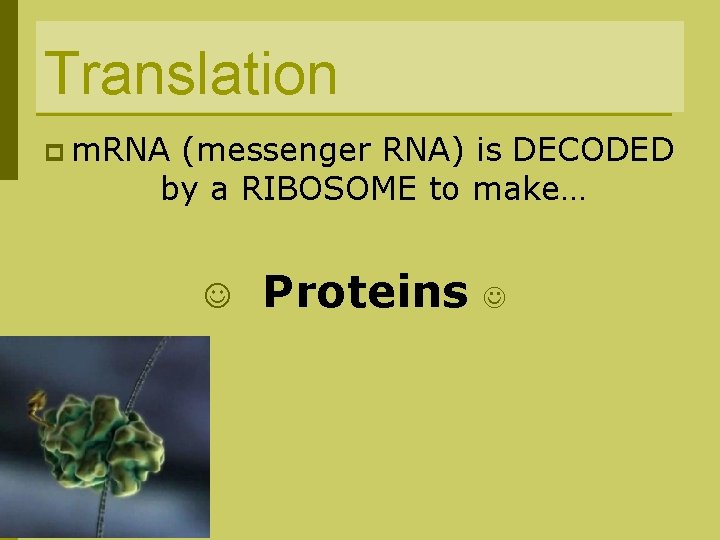 Translation p m. RNA (messenger RNA) is DECODED by a RIBOSOME to make… Proteins