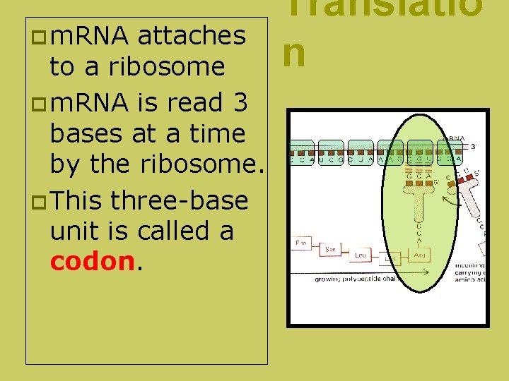 p m. RNA attaches to a ribosome p m. RNA is read 3 bases