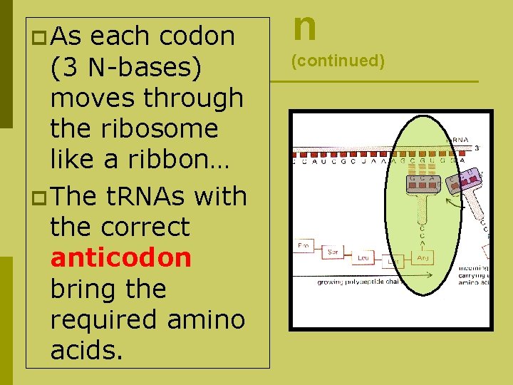 p As each codon (3 N-bases) moves through the ribosome like a ribbon… p