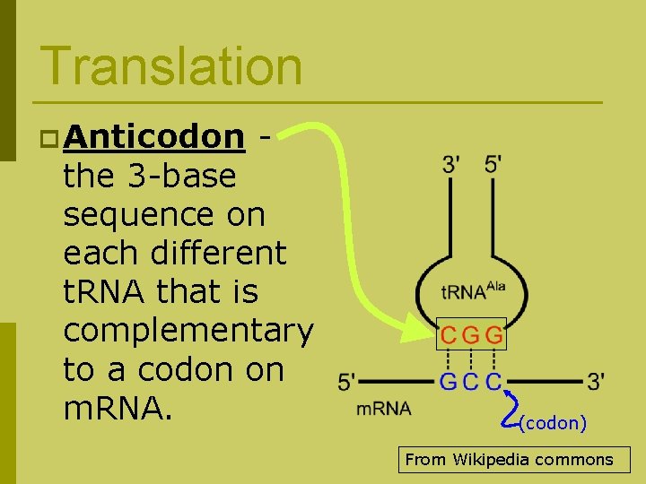 Translation p Anticodon - the 3 -base sequence on each different t. RNA that