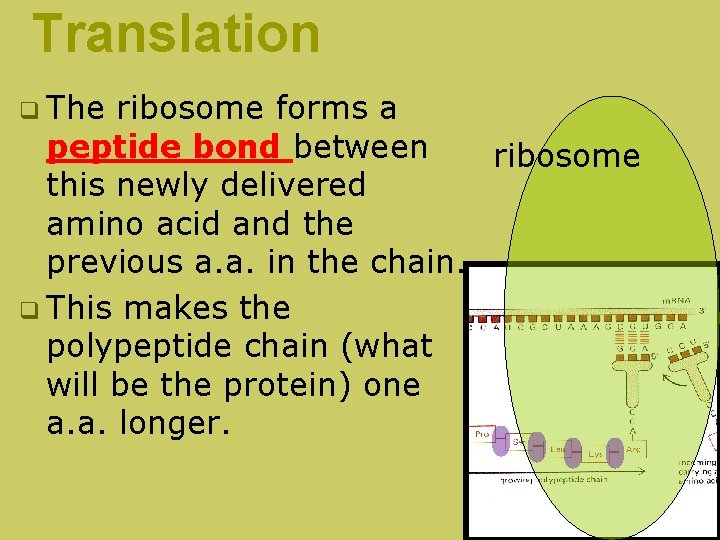 Translation q The ribosome forms a peptide bond between ribosome this newly delivered amino