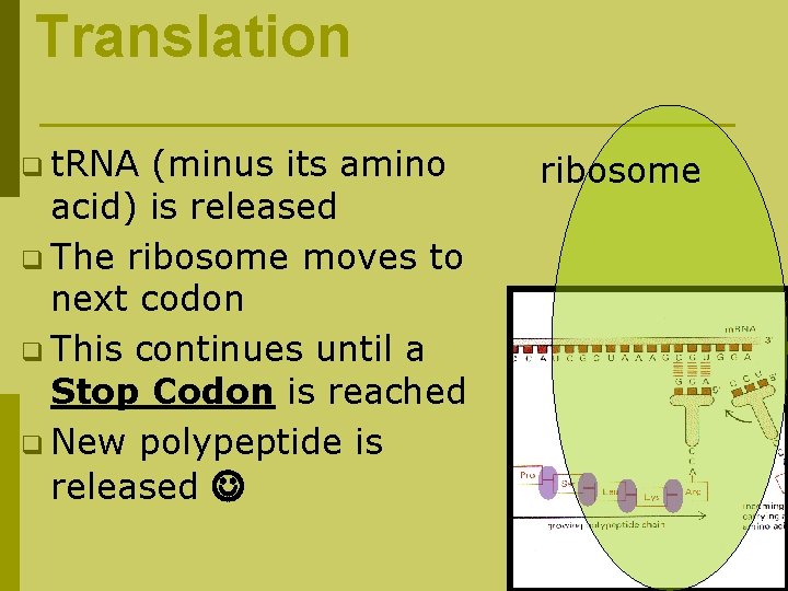 Translation q t. RNA (minus its amino acid) is released q The ribosome moves