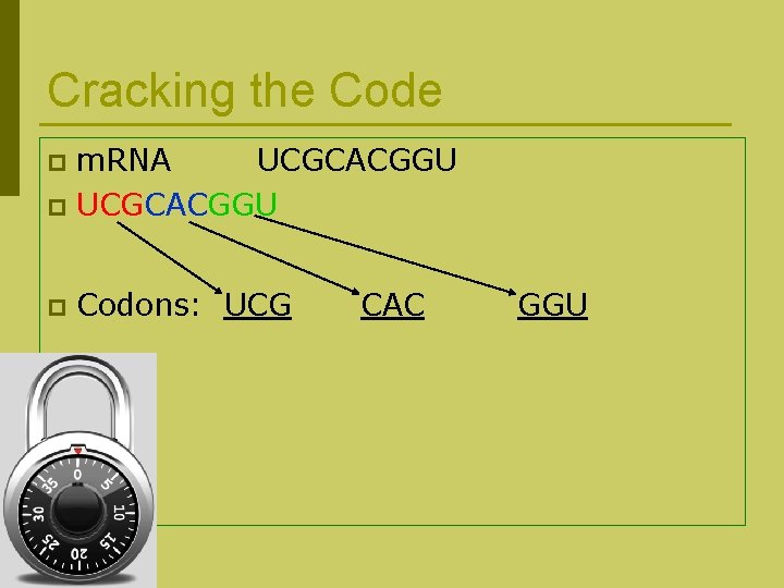 Cracking the Code m. RNA UCGCACGGU p p Codons: UCG CAC GGU 