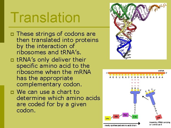Translation p p p These strings of codons are then translated into proteins by