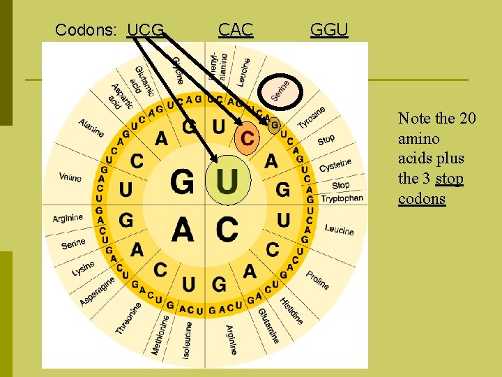 Codons: UCG CAC GGU Note the 20 amino acids plus the 3 stop codons