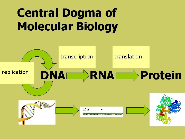 Central Dogma of Molecular Biology transcription replication DNA RNA translation Protein 