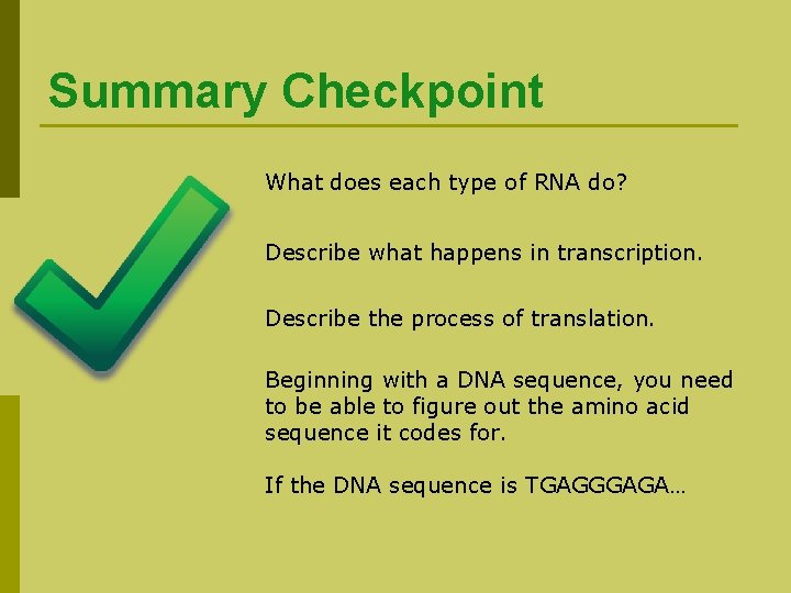 Summary Checkpoint What does each type of RNA do? Describe what happens in transcription.