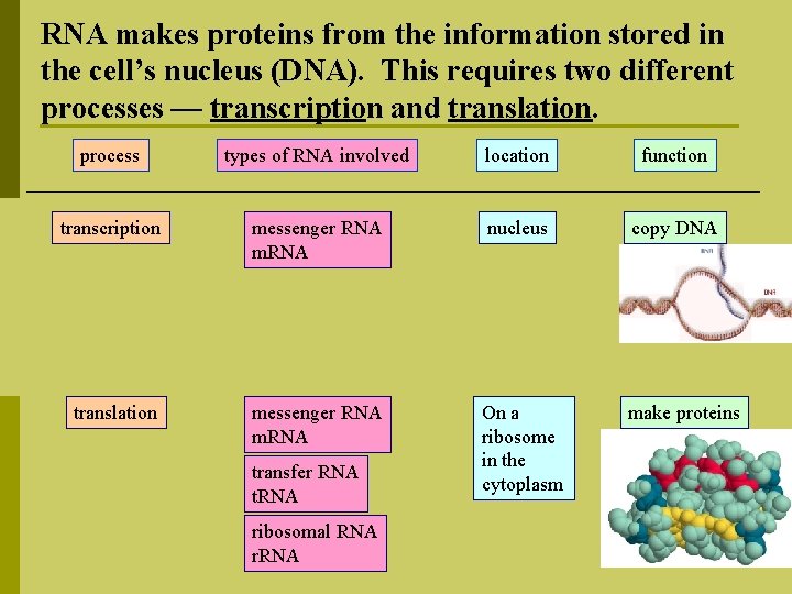 RNA makes proteins from the information stored in the cell’s nucleus (DNA). This requires