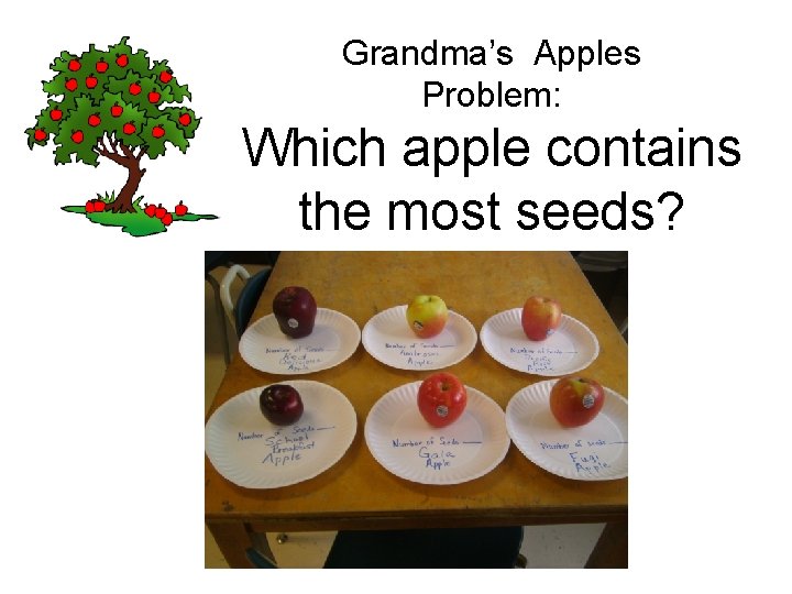 Grandma’s Apples Problem: Which apple contains the most seeds? 