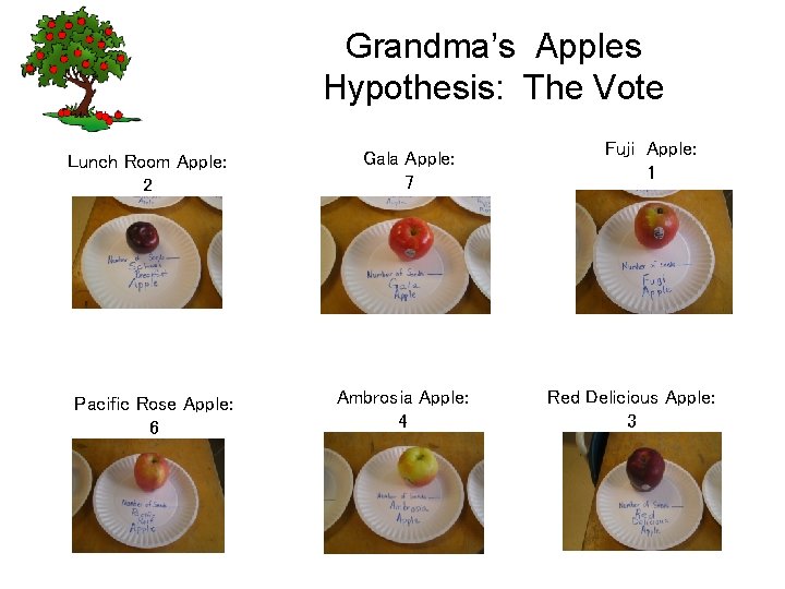 Grandma’s Apples Hypothesis: The Vote Lunch Room Apple: 2 Pacific Rose Apple: 6 Gala