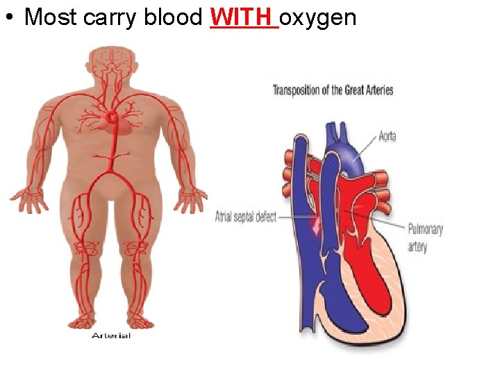  • Most carry blood WITH oxygen 