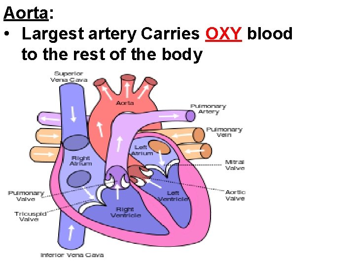 Aorta: • Largest artery Carries OXY blood to the rest of the body 