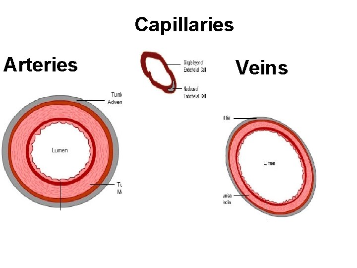 Capillaries Arteries Veins 