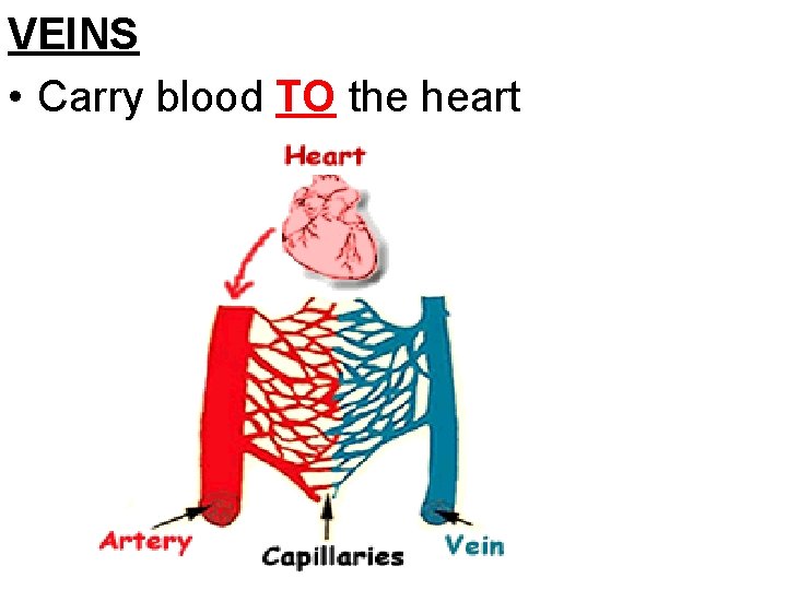 VEINS • Carry blood TO the heart 