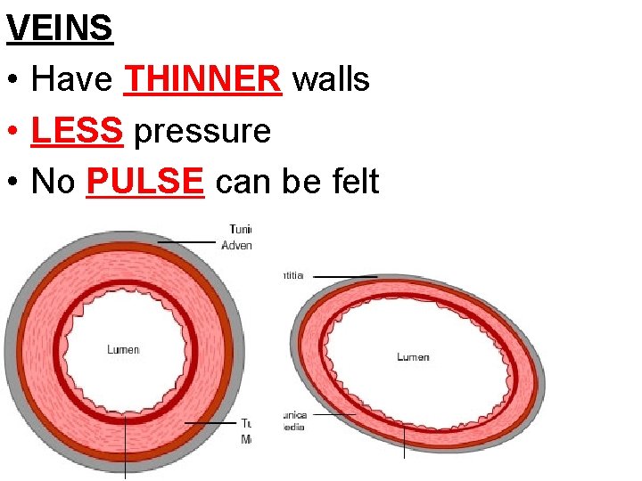 VEINS • Have THINNER walls • LESS pressure • No PULSE can be felt