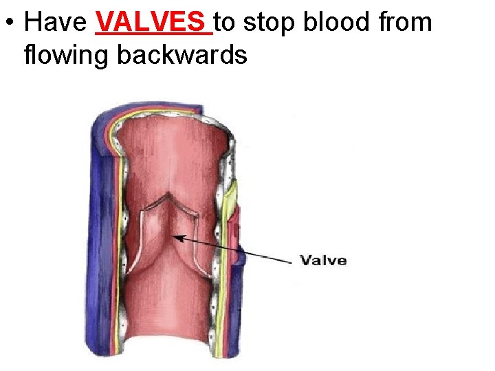  • Have VALVES to stop blood from flowing backwards 