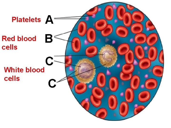 A Platelets Red blood cells B White blood cells C C 