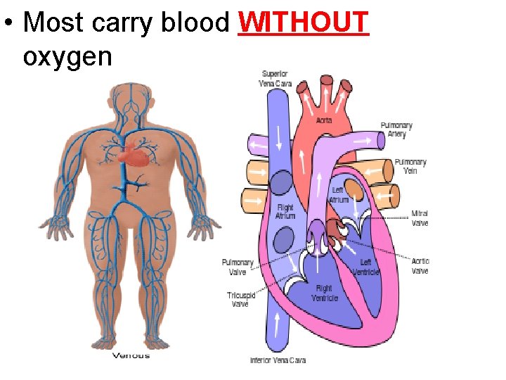  • Most carry blood WITHOUT oxygen 
