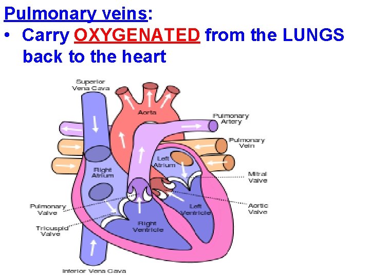 Pulmonary veins: • Carry OXYGENATED from the LUNGS back to the heart 