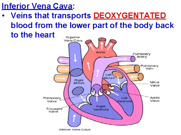Inferior Vena Cava: • Veins that transports DEOXYGENTATED blood from the lower part of