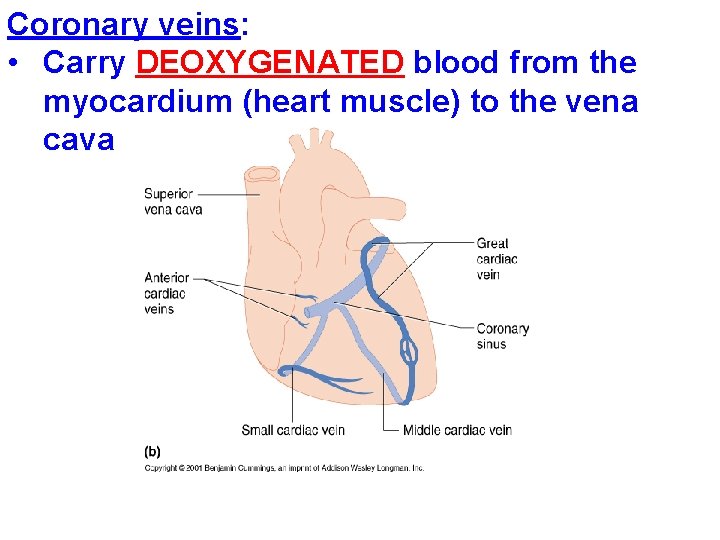Coronary veins: • Carry DEOXYGENATED blood from the myocardium (heart muscle) to the vena