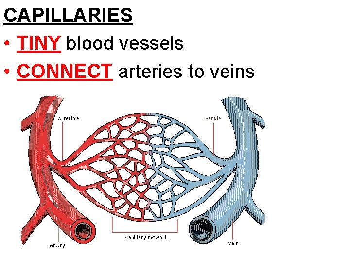 CAPILLARIES • TINY blood vessels • CONNECT arteries to veins 