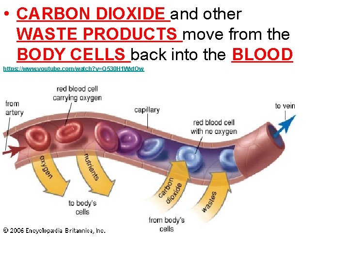  • CARBON DIOXIDE and other WASTE PRODUCTS move from the BODY CELLS back