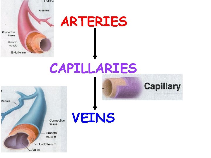 ARTERIES CAPILLARIES VEINS 