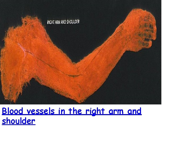 Blood vessels in the right arm and shoulder 