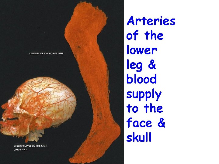 Arteries of the lower leg & blood supply to the face & skull 