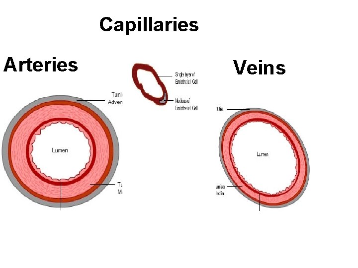Capillaries Arteries Veins 