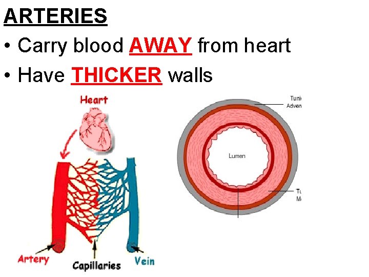 ARTERIES • Carry blood AWAY from heart • Have THICKER walls 