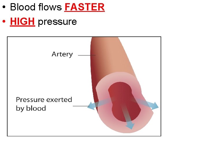  • Blood flows FASTER • HIGH pressure 