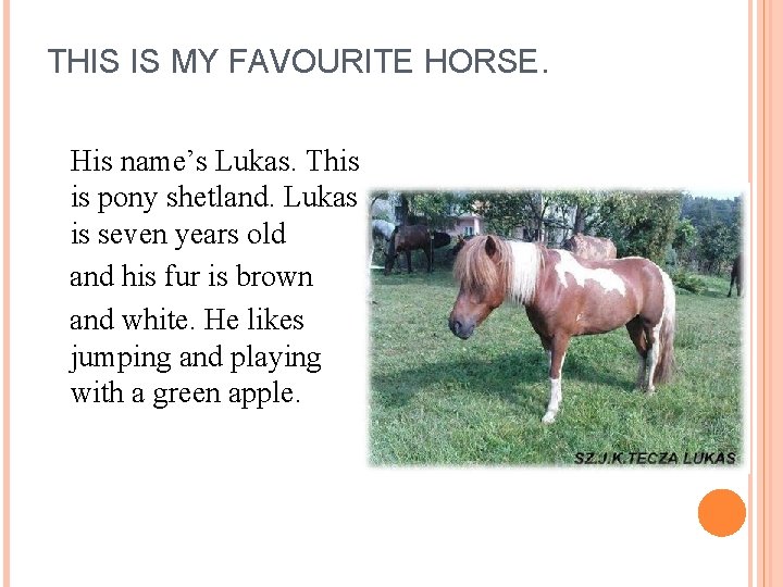 THIS IS MY FAVOURITE HORSE. His name’s Lukas. This is pony shetland. Lukas is