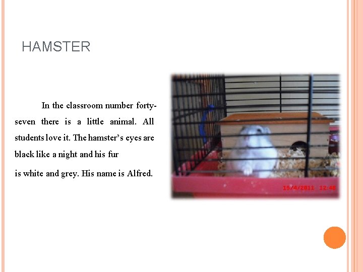 HAMSTER In the classroom number fortyseven there is a little animal. All students love