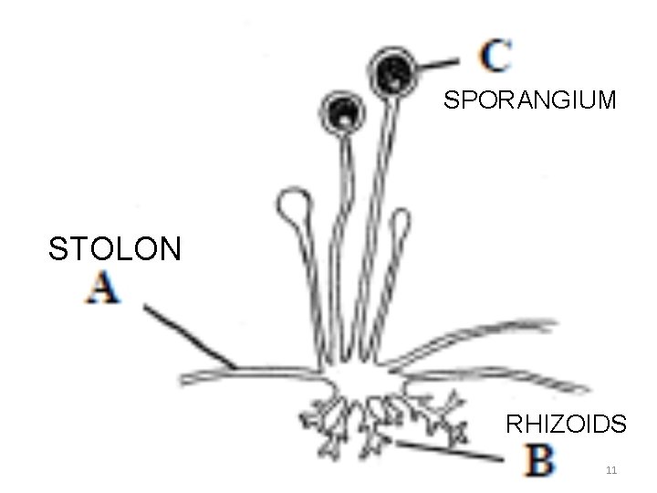 SPORANGIUM STOLON RHIZOIDS 11 