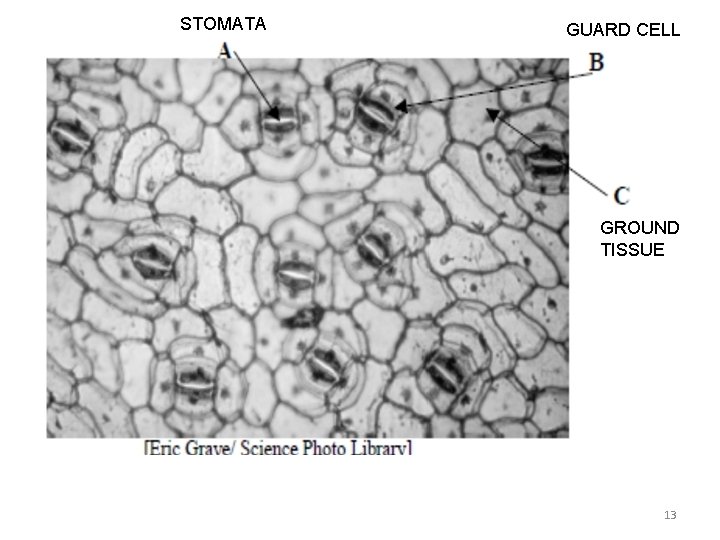 STOMATA GUARD CELL GROUND TISSUE 13 