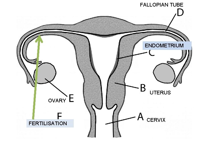 FALLOPIAN TUBE ENDOMETRIUM UTERUS OVARY FERTILISATION CERVIX 141 