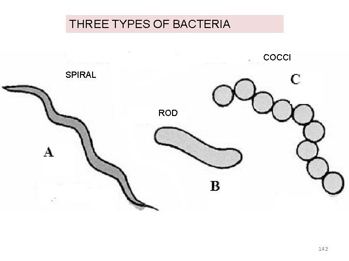 THREE TYPES OF BACTERIA COCCI SPIRAL ROD 142 