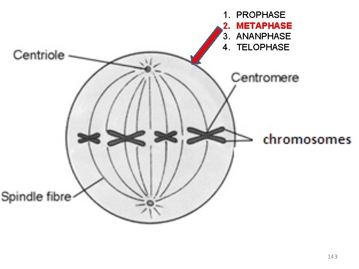 1. 2. 3. 4. PROPHASE METAPHASE ANANPHASE TELOPHASE 143 