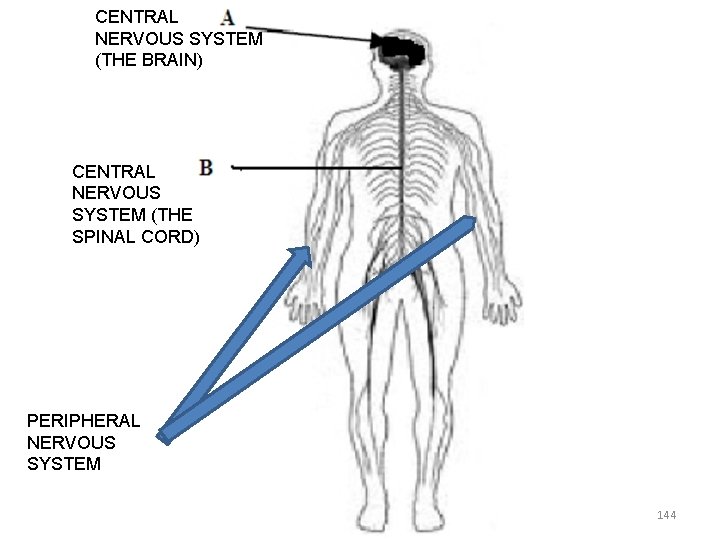 CENTRAL NERVOUS SYSTEM (THE BRAIN) CENTRAL NERVOUS SYSTEM (THE SPINAL CORD) PERIPHERAL NERVOUS SYSTEM