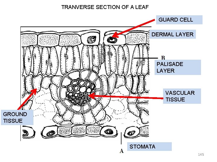 TRANVERSE SECTION OF A LEAF GUARD CELL DERMAL LAYER PALISADE LAYER VASCULAR TISSUE GROUND